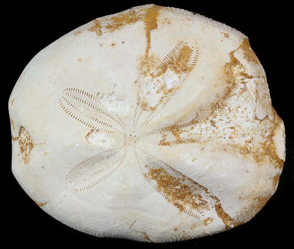 Micraster? Fossil Echinoid (Sea Urchin) - Taouz, Morocco #46403